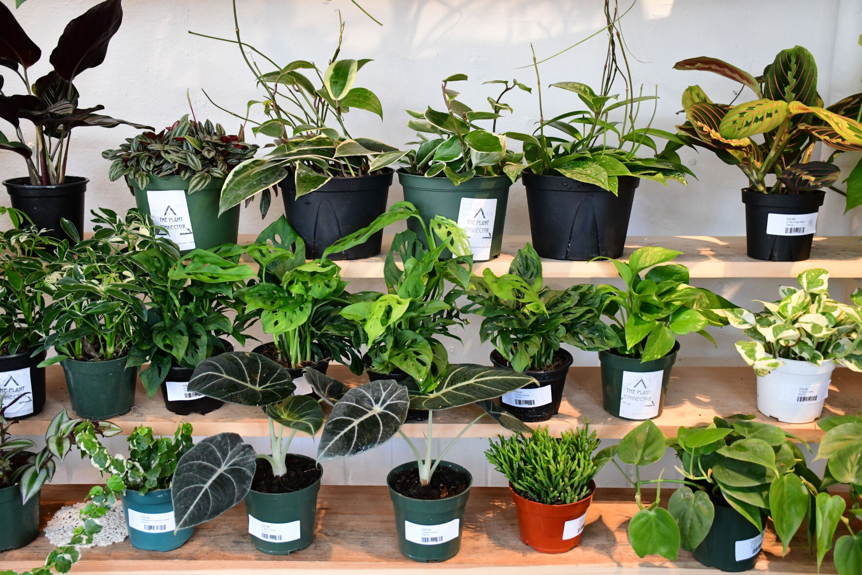 Plants for sale